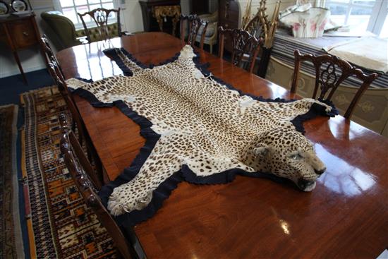 An early 20th century leopard skin rug by Van Ingen & Van Ingen, Mysore, overall length 8ft 2in.